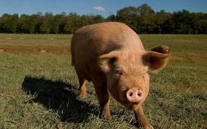 Pig