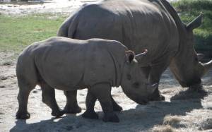 Rhino
